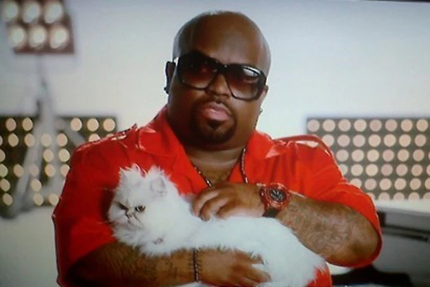Cee Lo Green Cat Cee Lo Green Cat
