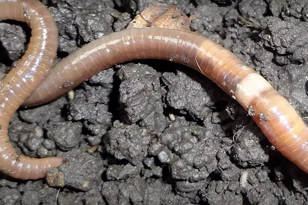 8-Inch Worms That Jump Up to a Foot High Are Back for the Summer