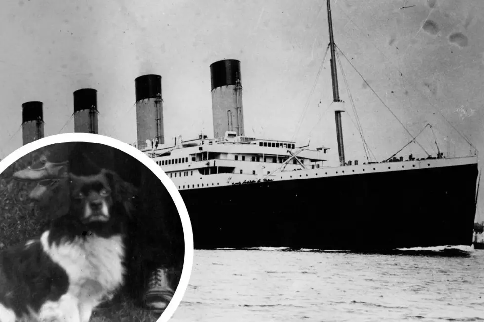 Did Any Dogs Survive the Titanic Disaster?