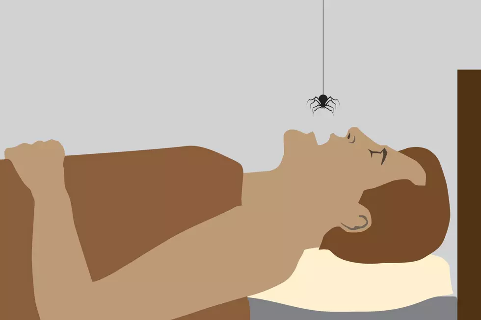Here’s How Many Spiders You Swallow Each Year While Sleeping