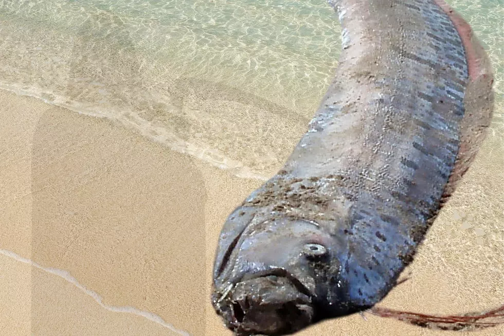 Rare ‘Doomsday Fish’ Found in California; Here’s Why You Should be Worried
